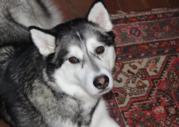 Bed & Breakfast Chatelet Cremers Verviers